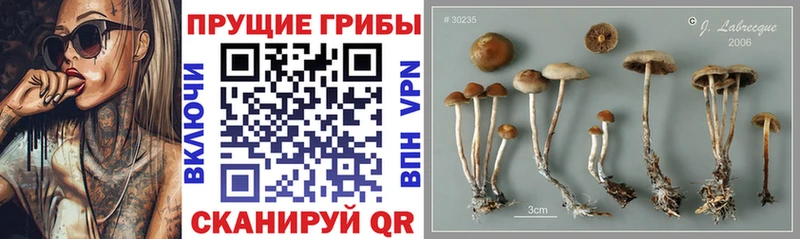 даркнет сайт  Оленегорск  Псилоцибиновые грибы мухоморы 
